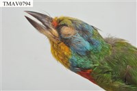 五色鳥藏品圖，第7張